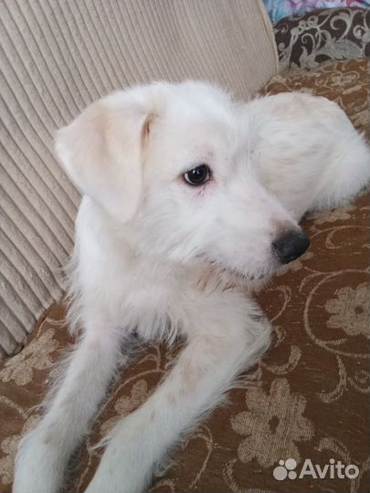 Щенок в добрые руки бесплатно