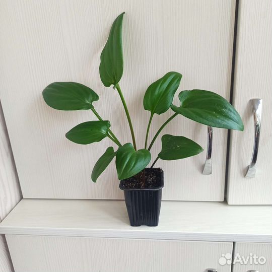 Дримиопсис