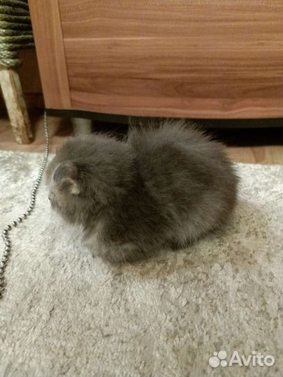 Котëнок в добрые руки