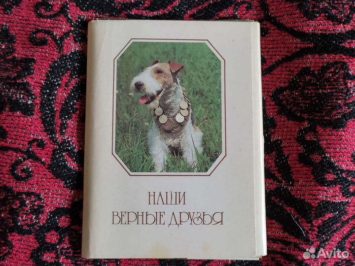 Открытки Собак