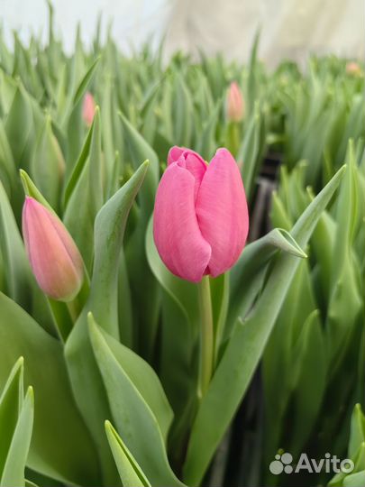Тюльпаны букет розница