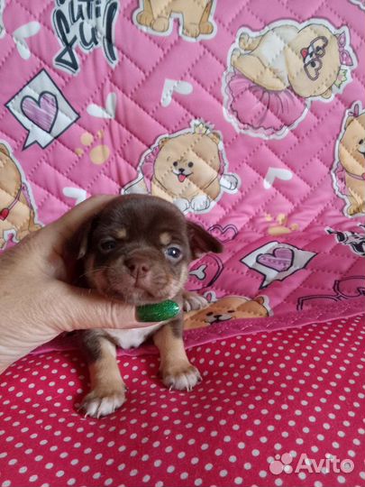 Мальчик модный окрас