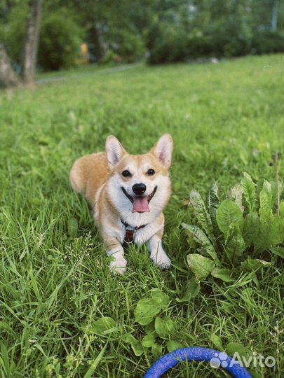 Вельш-корги пемброк вязка девочка
