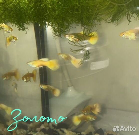 Рыбки Гуппи