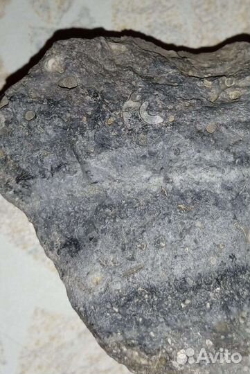 Окаменелость