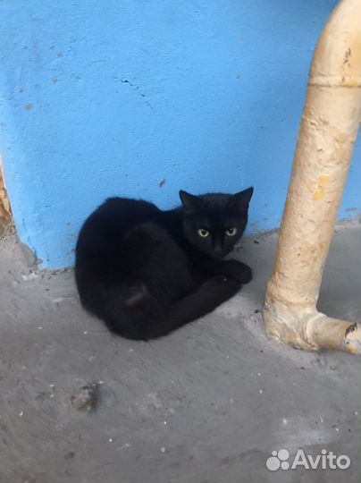 Кошки бесплатно