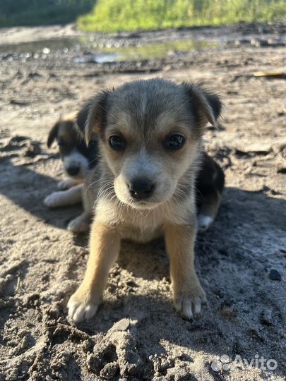 Гончьи кутята