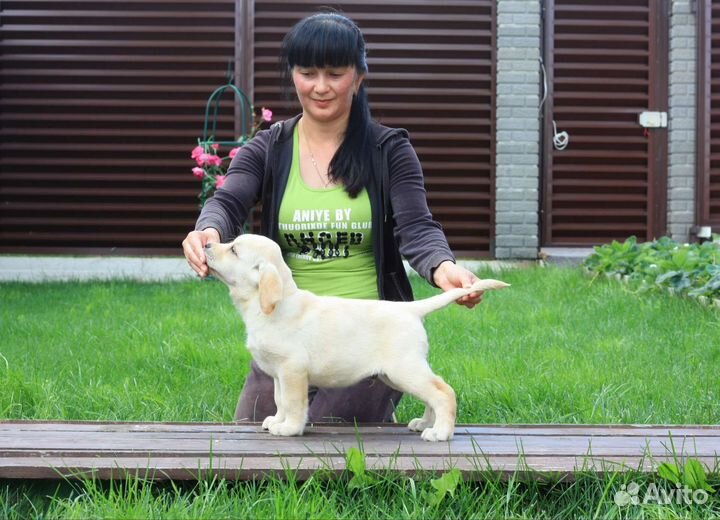 Щенки лабрадора