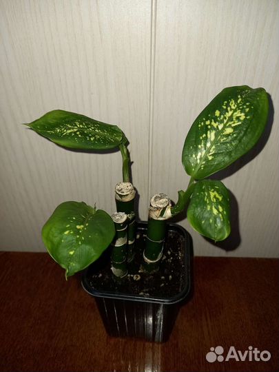 Диффенбахия