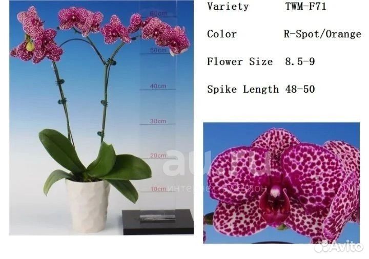 Орхидея Черный леопард