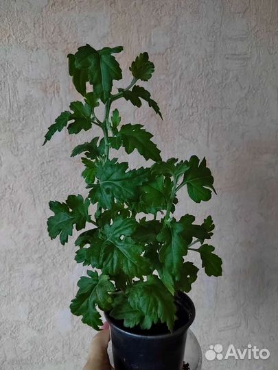 Хризантема