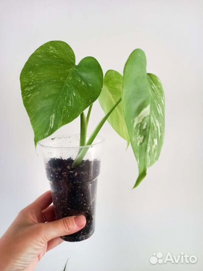 Монстера вариегатная альба, монстера адансони