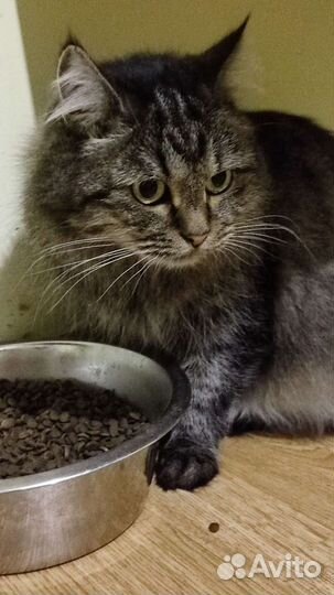 Кошечка Пати