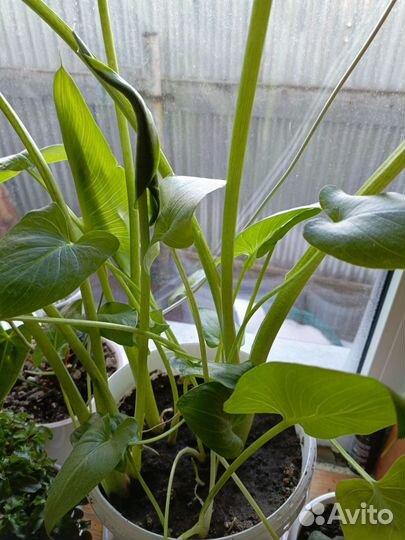 Каллы белые