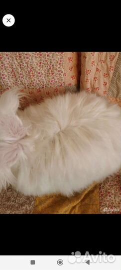 Пуховые крольчата немецкая ангора