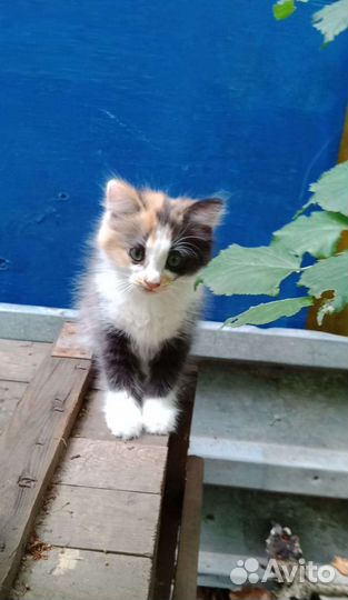 Отдам Котенка в добрые руки