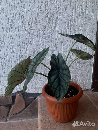 Алоказия (Шкура дракона) Dragon Scale