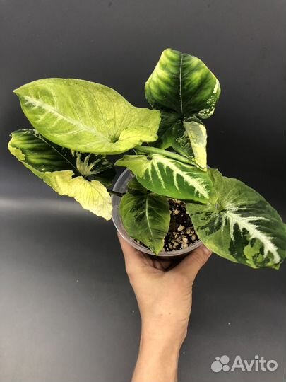 Яичница и Pink beauty lava marble