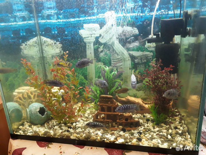 Аквариум