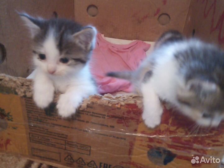Котята в добрые руки 1 месяц