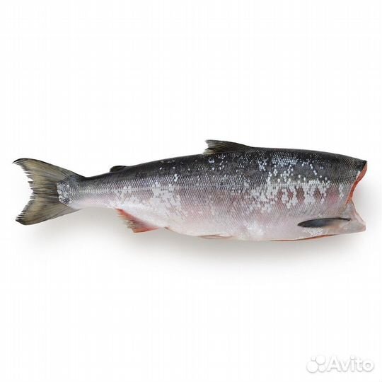 Рыба свежемороженая в ассортименте