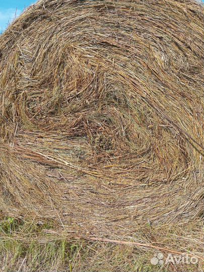 Продам сено в рулонах маленький и большой