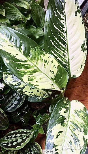 Диффенбахия Индонезия SP и Тропик Сноу
