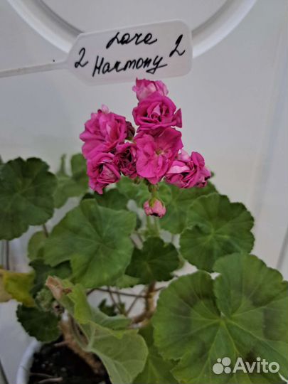 Пеларгония герань сортовая