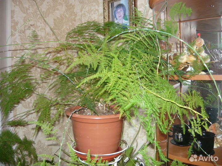 Комнатные домашние растения