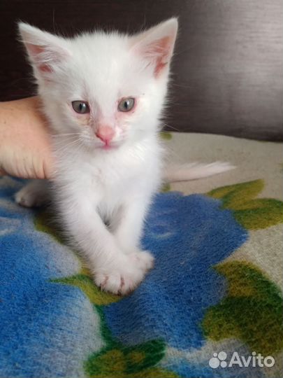 Отдам котят