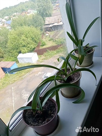 Комнатные цветы