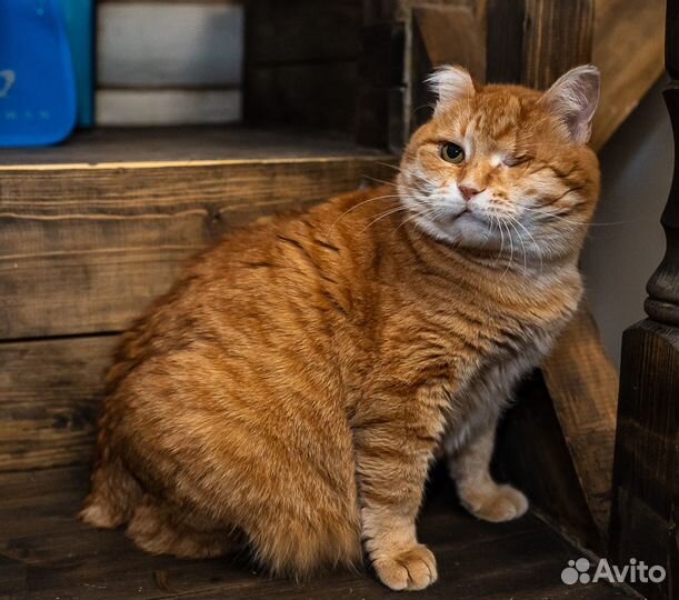 Ласковая рыжая плюшка Наташа