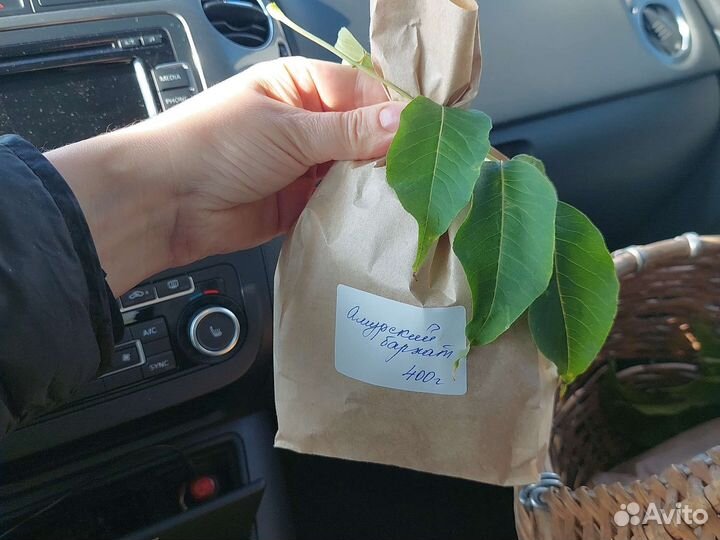 Плоды амурского бархата свежие/сушёные