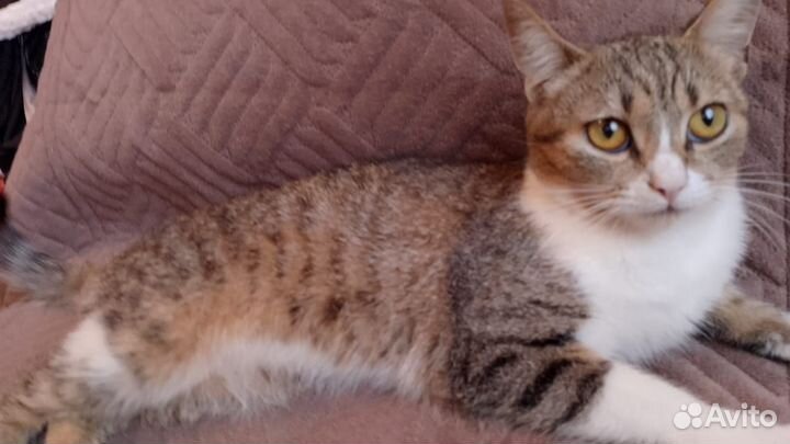 Отдам кота в Добрые руки