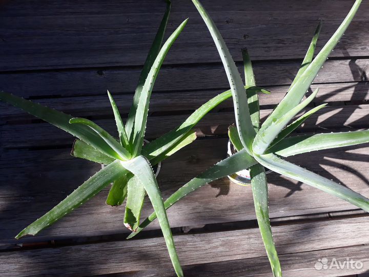 Цветок Алоэ вера и алоэ