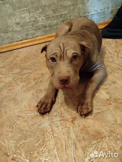 Щенок шарпея