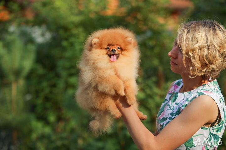 Померанский шпиц щенок