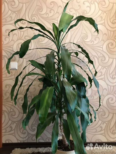 Пальма юкка