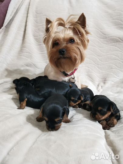 Йоркширский терьер