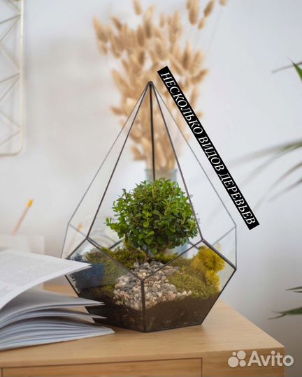 Флорариум с деревом бонсай