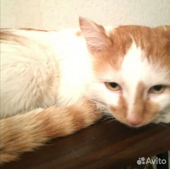 Отдам котика