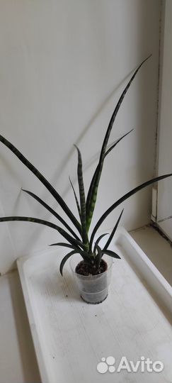 Сансевиерия