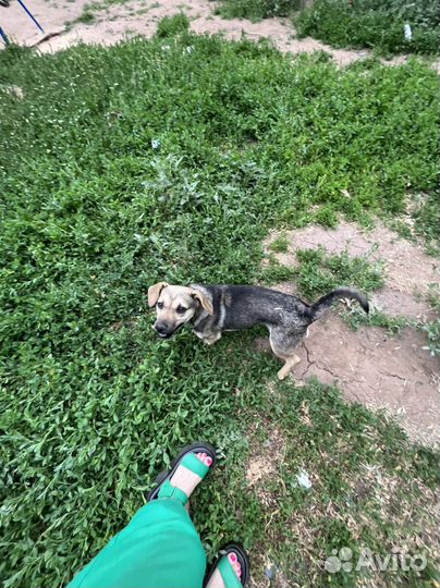 Коротколапик мальчик