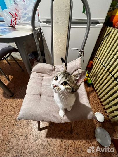 Кошечка в добрые руки