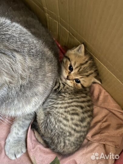 Шотландские котята