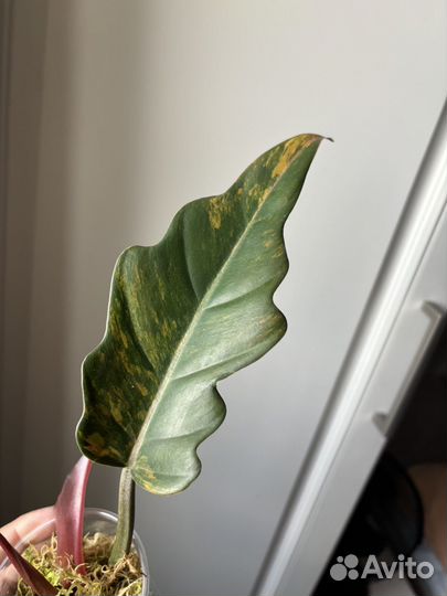 Филодендрон карамель марбл вар