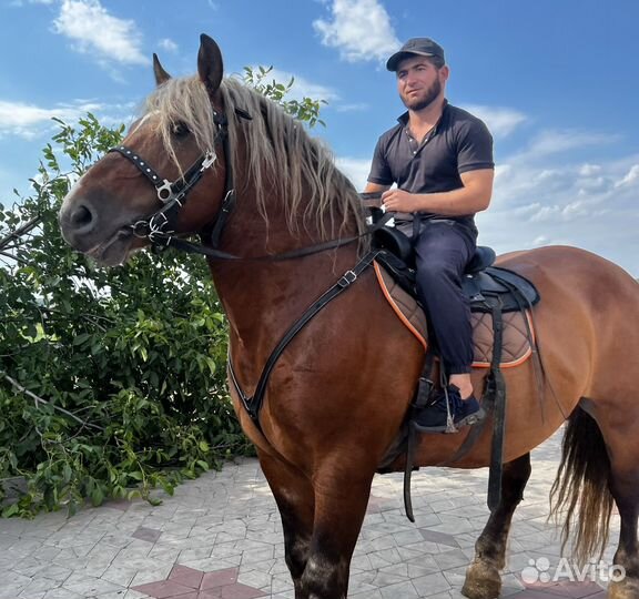 Жеребец производитель