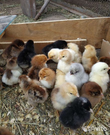 Цыплята