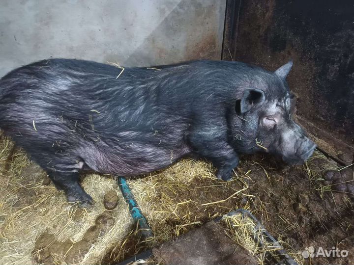 Вьетнамский хряк