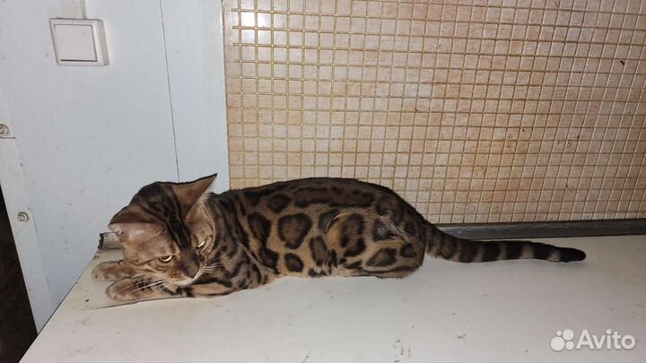 Бенгальский кот вязка